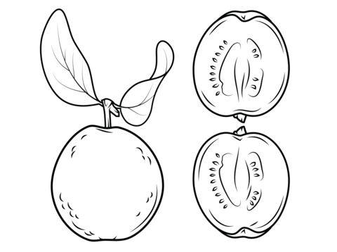 Guava And Its Cross Section Coloring Page